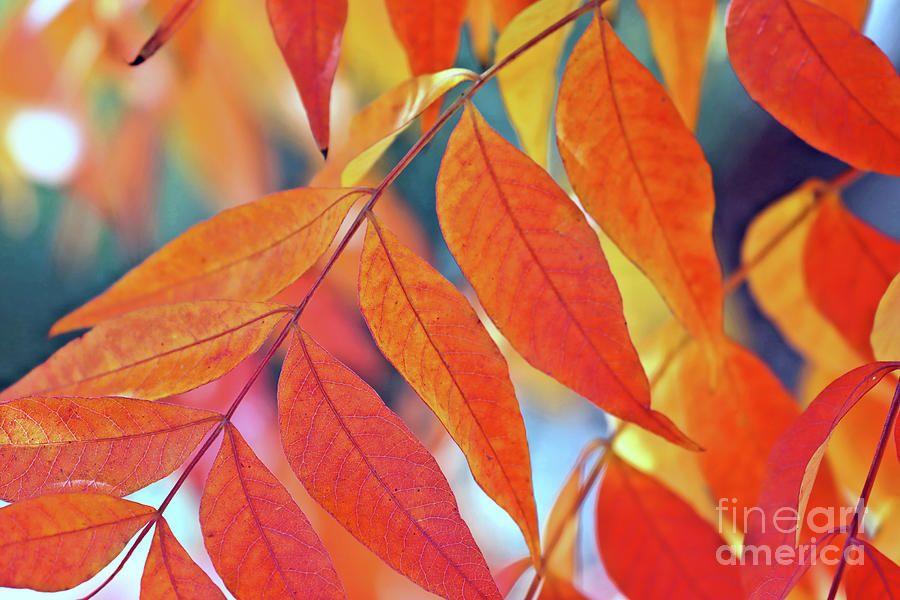 Fall Leaves #1 Photograph by Vivian Krug Cotton