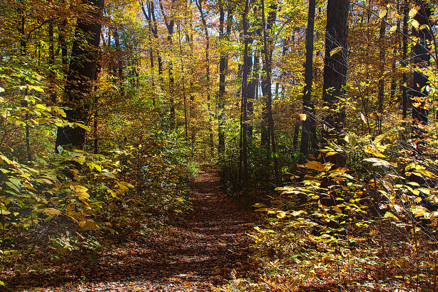 Fall Trail Photograph