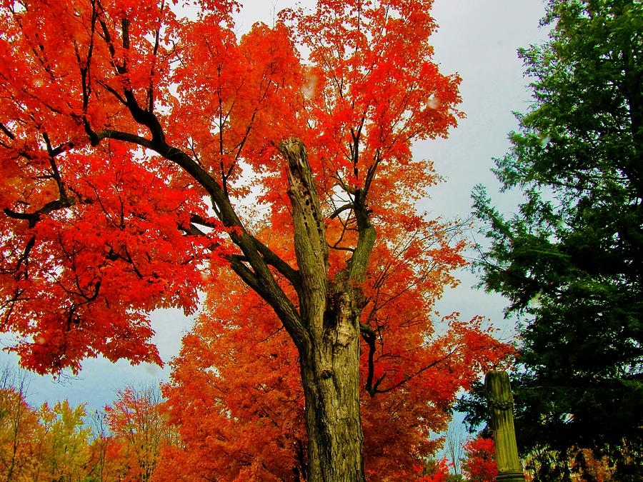 Fall tree #1 Photograph by Stephanie Moore