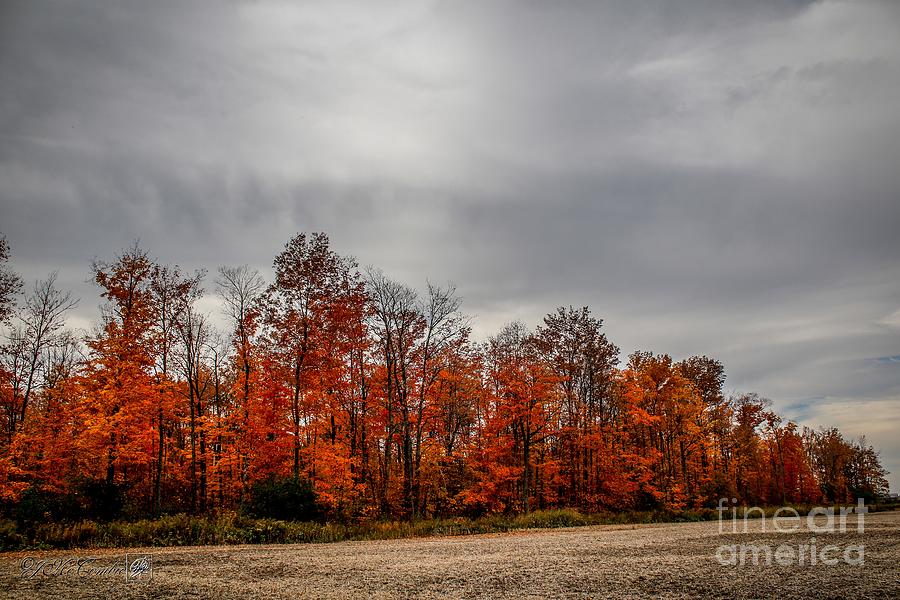 Fall Trees and Skies #3 Photograph by J McCombie