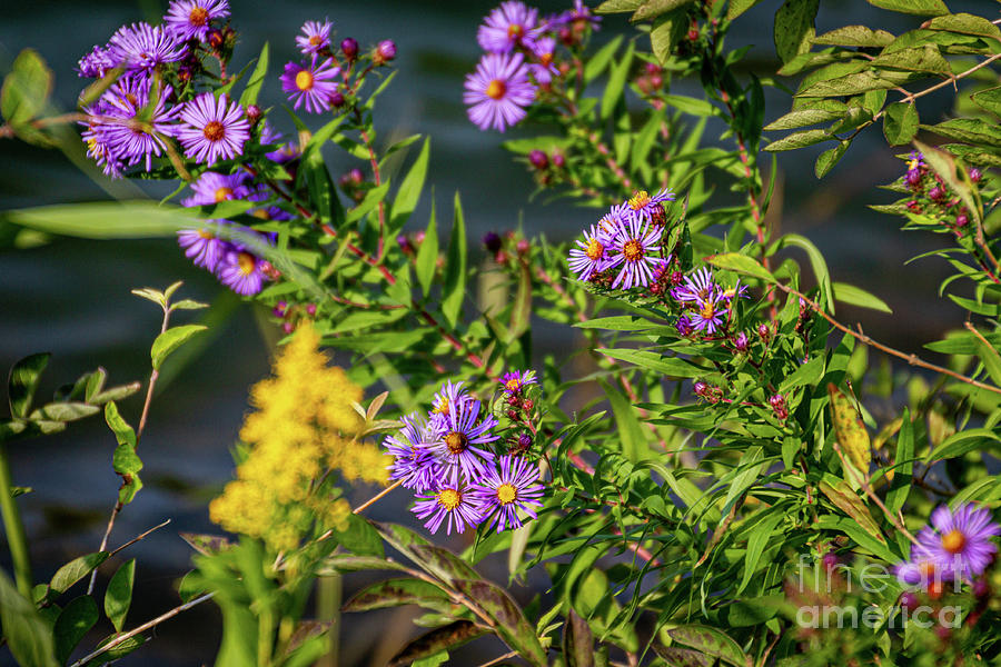 Fall Wildflowers #1 Photograph by William Norton
