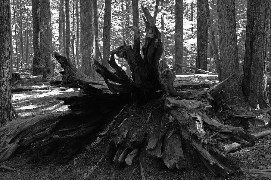 Fallen Giant #1 Photograph by Whispering Peaks Photography