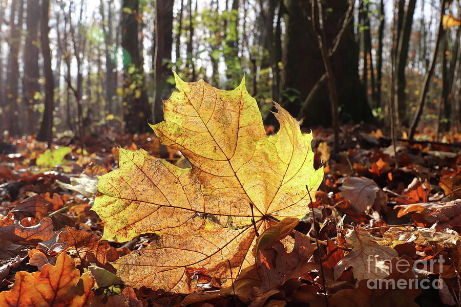 Fallen Maple Leaf In Backlight Photograph