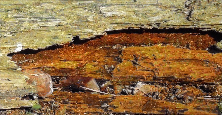 Fallen Tree Mixed Media by Christopher Reed