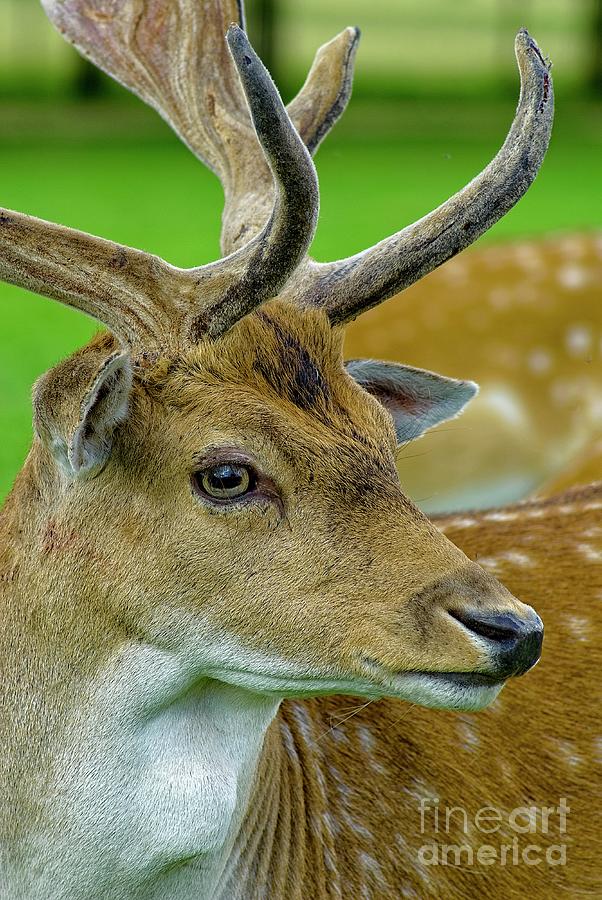 Fallow Deer Stag Portrait #1 Photograph by Martyn Arnold