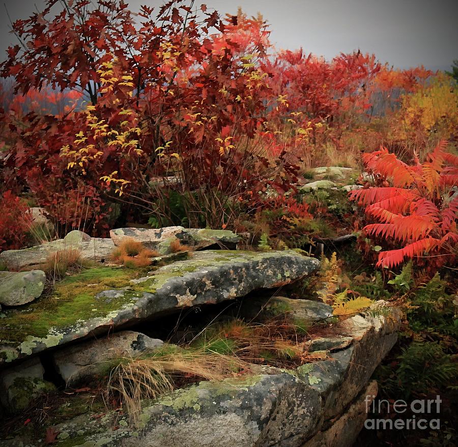 Falls Colors Photograph by Marcia Lee Jones