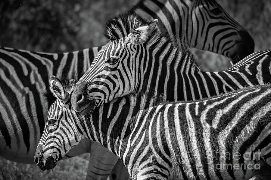 Family Photograph by Jamie Pham - Fine Art America