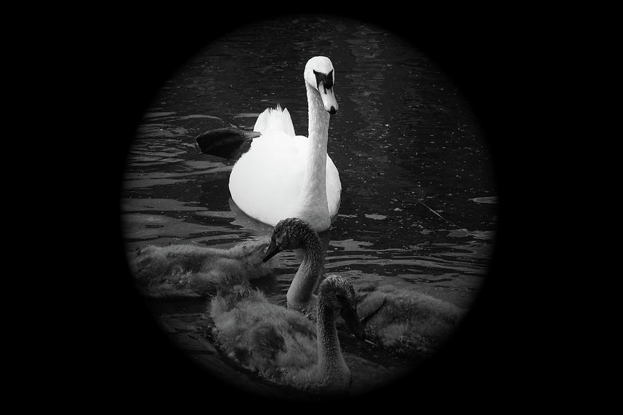 Family of Swans #1 Photograph by Aidan Moran