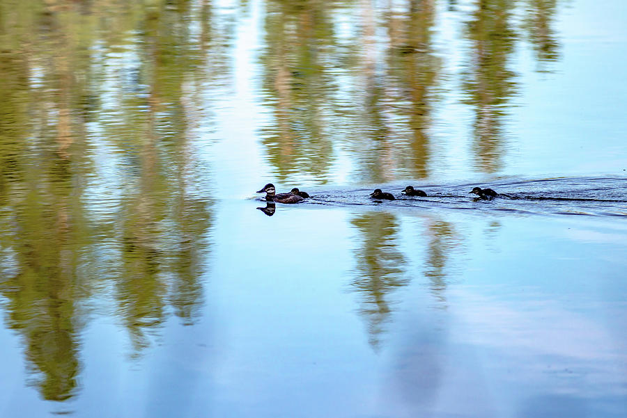 Family Of Wild Ducks On A Small Lake In The Wild Photograph