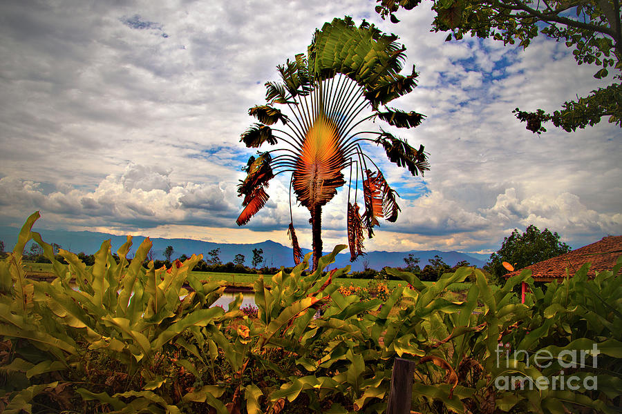 Fan Palm In La Maria #2 Photograph by Al Bourassa