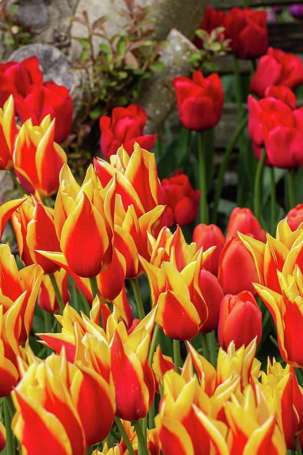 Fancy Tulips Photograph by Rita Martin - Fine Art America