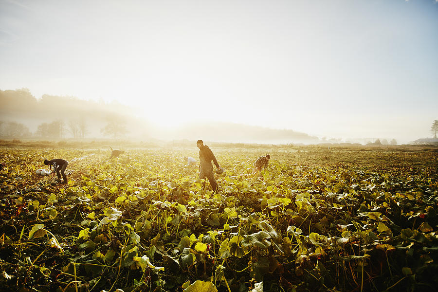 Farmers harvesting organic squash in field #1 Photograph by Thomas Barwick