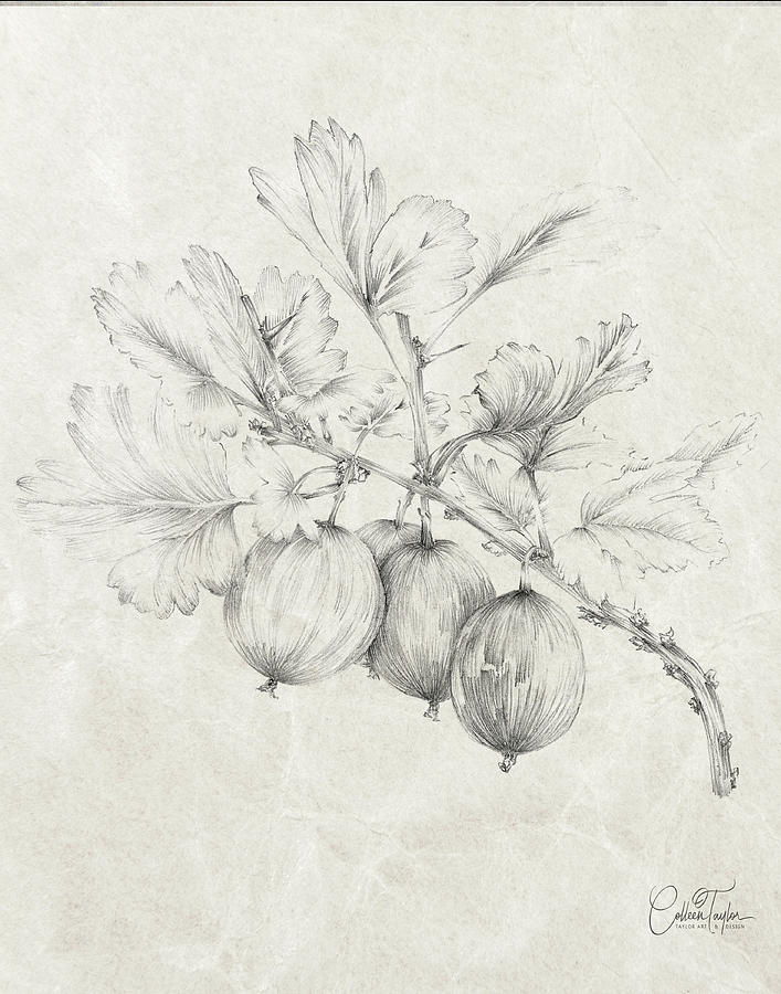 Farmhouse Gooseberries #2 Mixed Media by Colleen Taylor