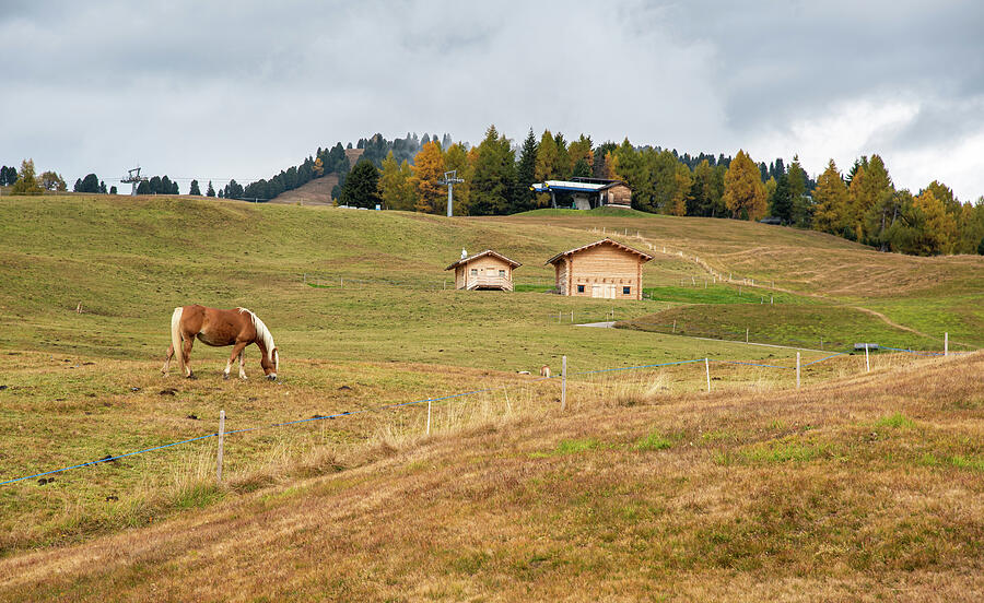 Farmland with horses feeding in Autumn Photograph by Michalakis Ppalis