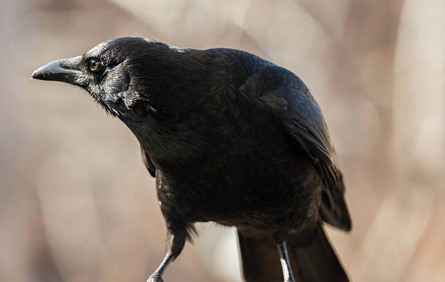 Father Crow #2 Photograph by Rae Ann  M Garrett