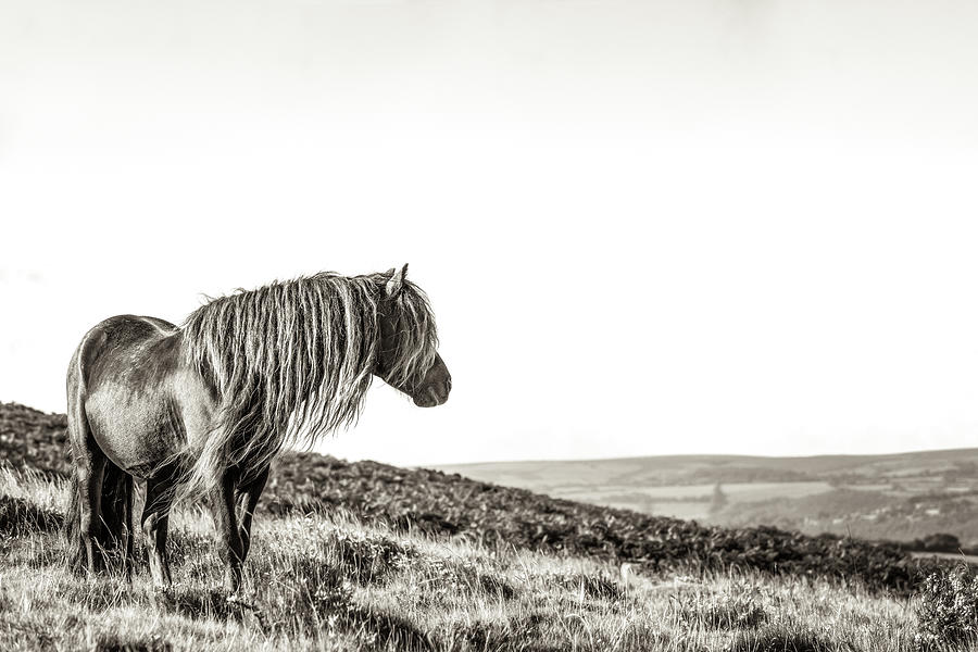 Favourite Daydream II - Horse Art #1 Photograph by Lisa Saint