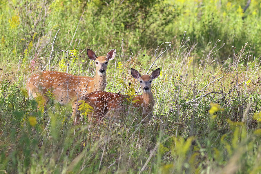 Fawns #1 Photograph by Brook Burling