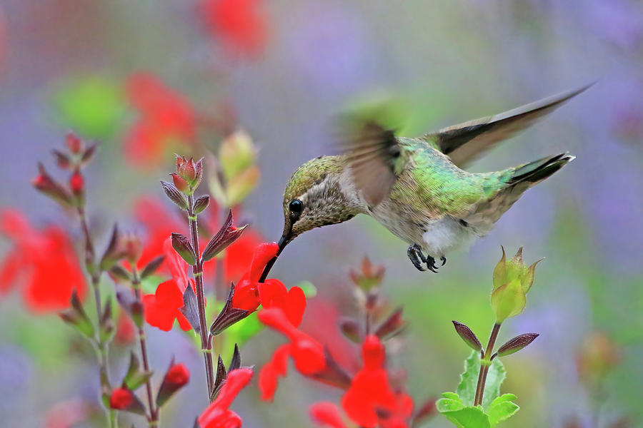 Female Annas Hummingbird #1 Photograph by Shixing Wen