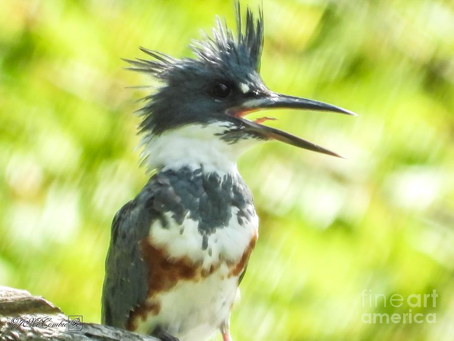 Female Belted Kingfisher #4 Photograph by J McCombie