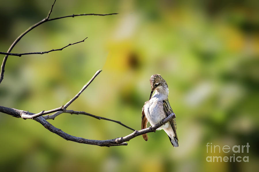 Landscape Photograph - Female Black-chinned hummingbird perched by Richard Smith Landscape Photograph - Female Black-chinned hummingbird perched by Richard Smith