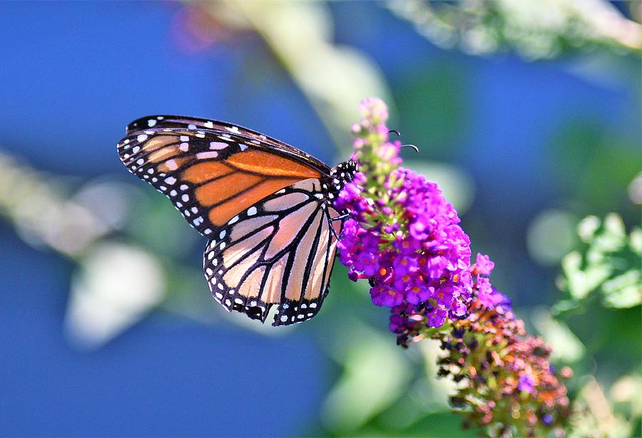 Female Butterfly Photograph By Jo Ann Matthews Fine Art America