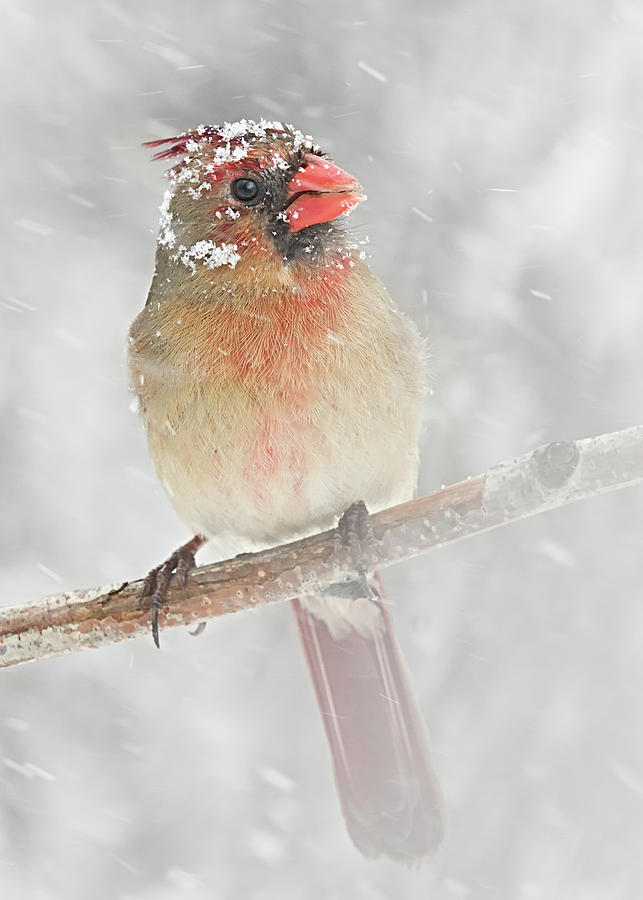 Cardinal Photograph - Female Cardinal in a Spring Snowstorm by Jim Hughes