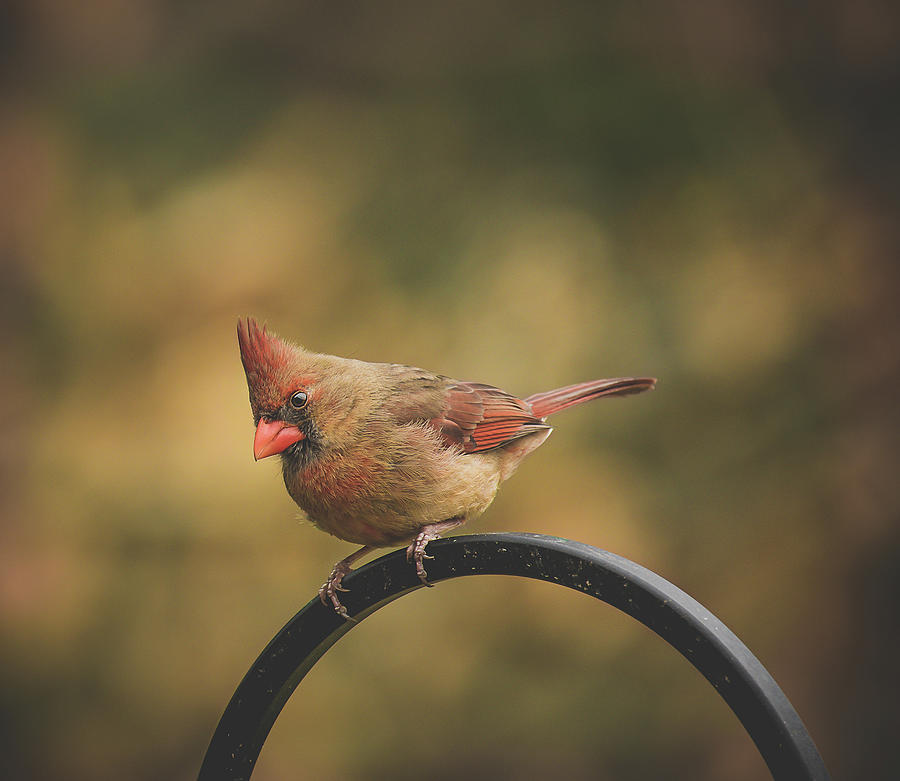 Female Cardinal #1 Photograph by Lori Rowland