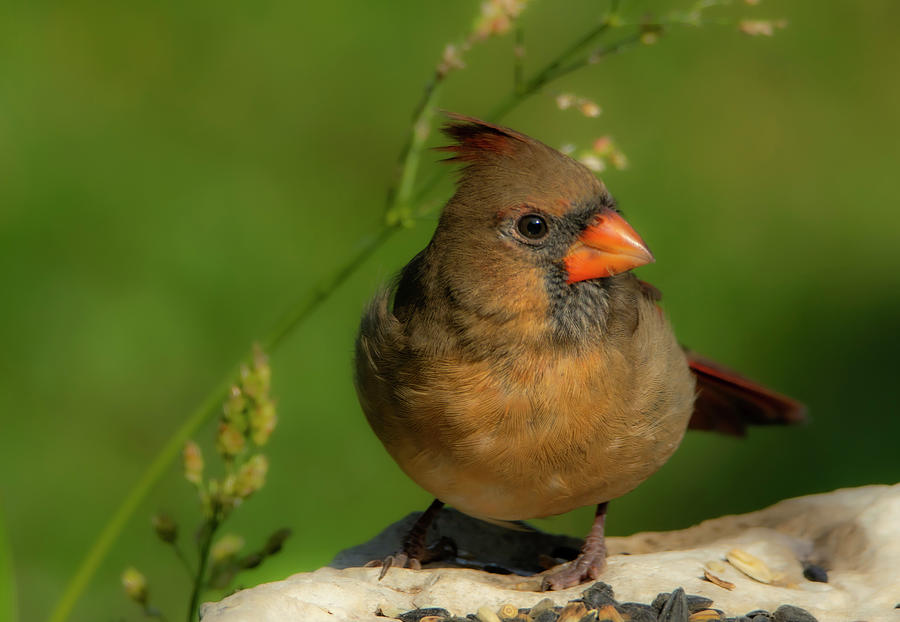 Female Cardinal Song Bird #1 Photograph by Sandra Js