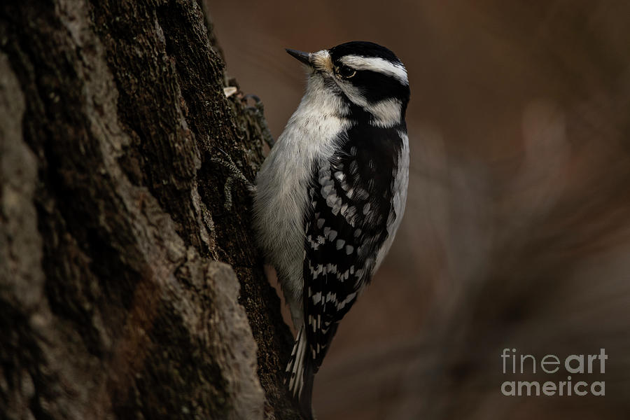 Female Downy Woodpecker #1 Photograph by JT Lewis