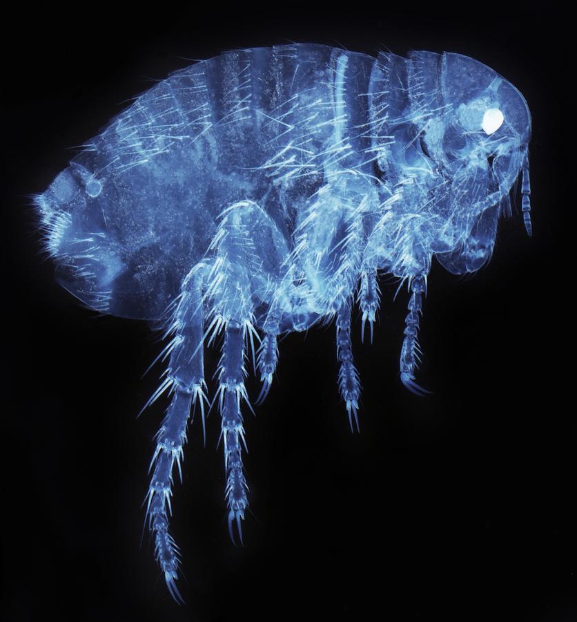 Female flea, LM #1 Photograph by Steve Gschmeissner/science Photo Library