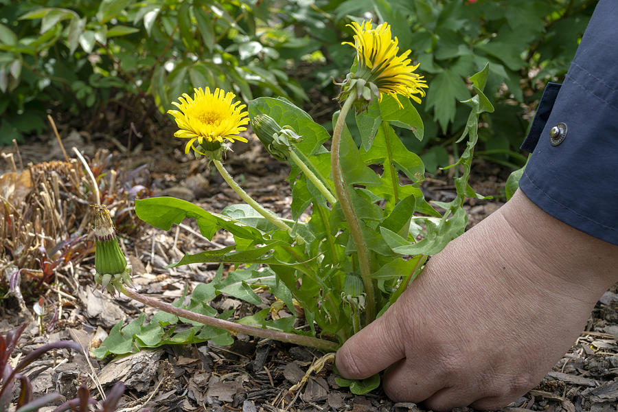 Female Hands Pull Out Weeds From Ground Garden. #1 Photograph by Gabort71