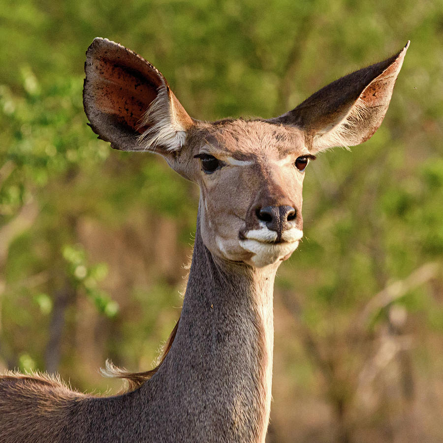 Female Kudu Portrait #1 Photograph by Adrian O Brien