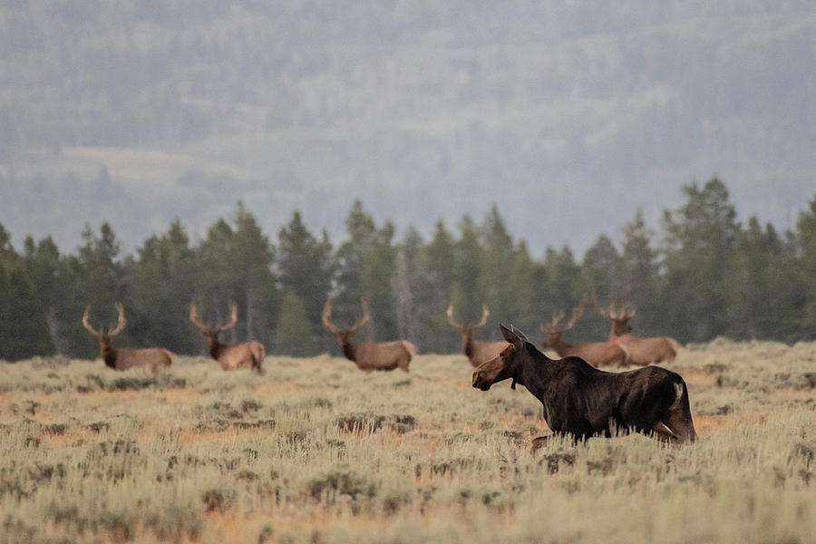 Female Moose with Bull Elk #1 Photograph by Kelly VanDellen