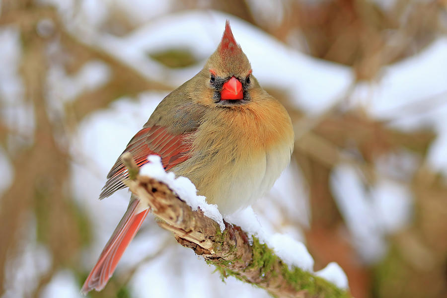 Female Northern Cardinal #1 Photograph by Shixing Wen