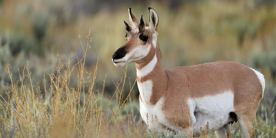 Female Pronghorn Antelope  #1 Photograph by Gary Langley