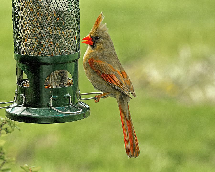 Female Red Cardinal Alert #1 Photograph by Trudy Wilkerson