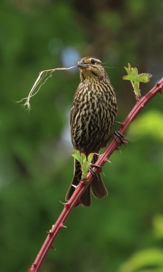 Female RedWinged Blackbird Photograph by Rebecca Grzenda Fine Art