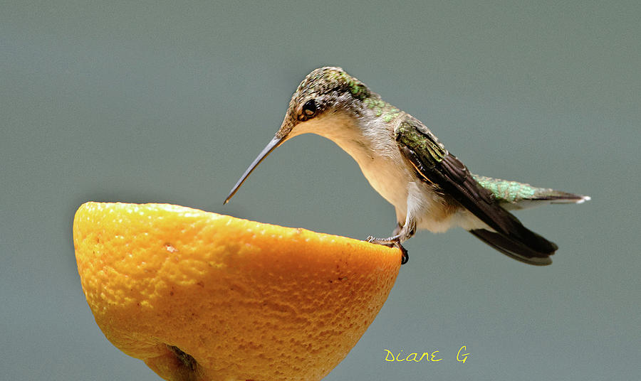 Female Ruby Throated Hummingbird #1 Photograph by Diane Giurco