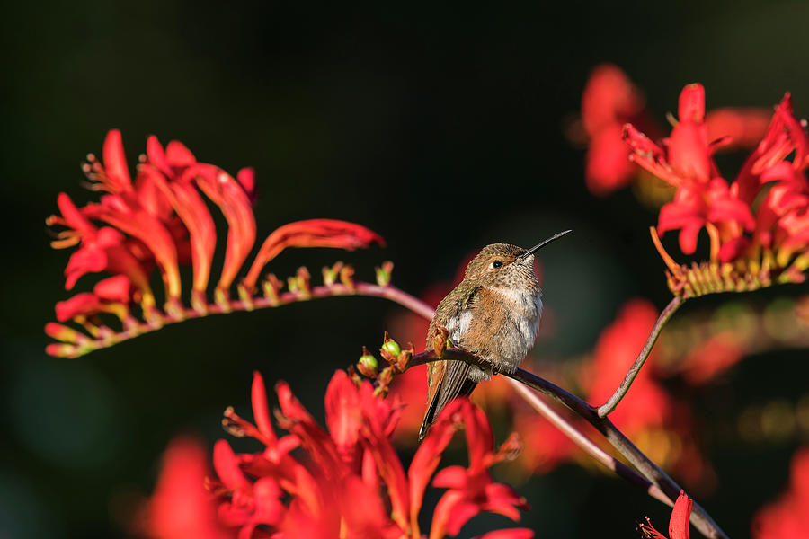 Female Rufous Hummingbird at Rest Photograph by Robert Potts
