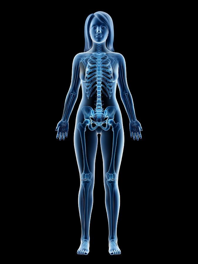 Female skeleton, illustration #1 Drawing by Sebastian Kaulitzki/science Photo Library