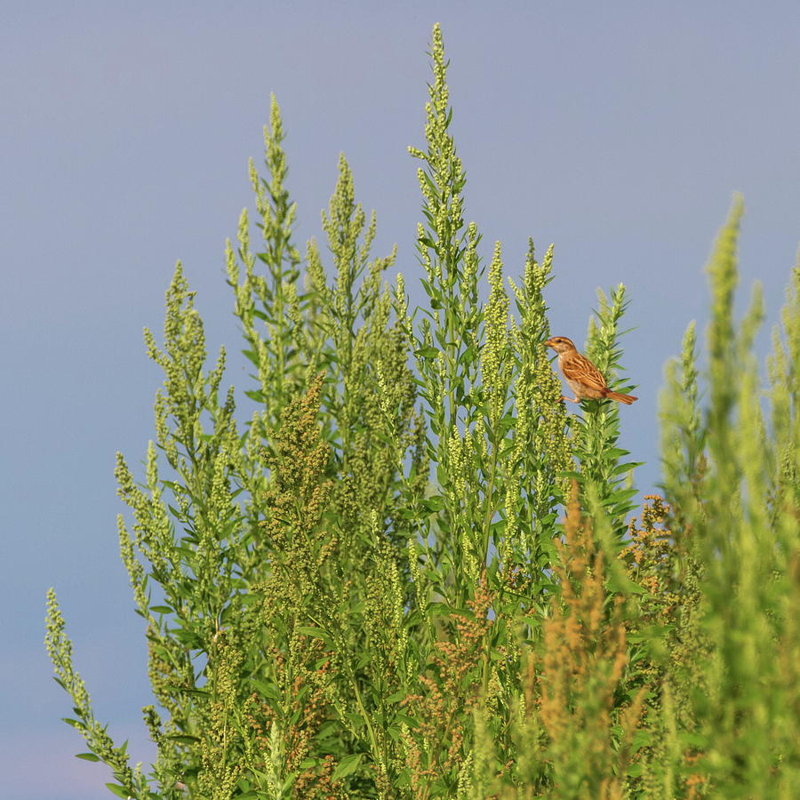 Female sparrow on a bush #1 Photograph by Elenarts - Elena Duvernay photo