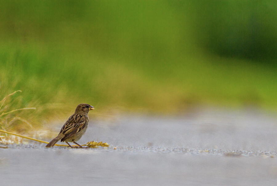 Female sparrow on the ground #1 Photograph by Elenarts - Elena Duvernay photo