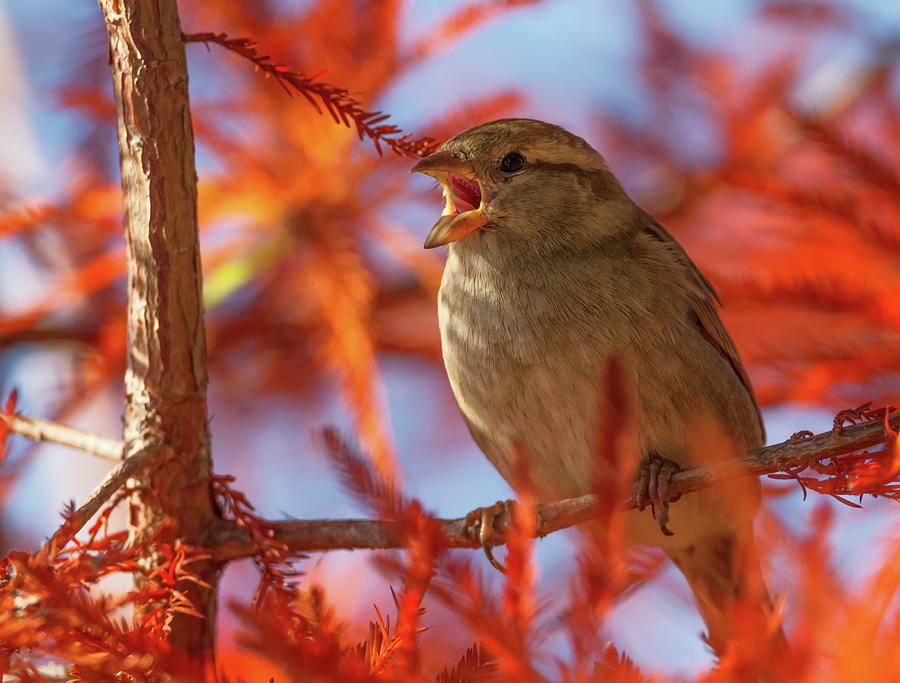 Female sparrow singing, Montreux, Switzerland #1 Photograph by Elenarts - Elena Duvernay photo
