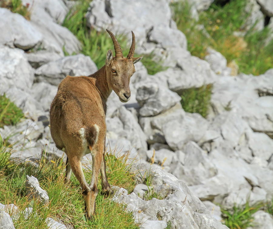 Female wild alpine, capra ibex, or steinbock #1 Photograph by Elenarts - Elena Duvernay photo