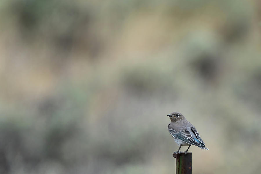 Femele Juvenille Mountain Bluebird #1 Photograph by Julieta Belmont
