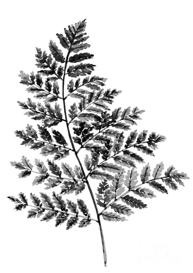 Clip Transparent Simple Drawing At Getdrawings Com - Draw Fern Plant PNG  Image With Transparent Background | TOPpng