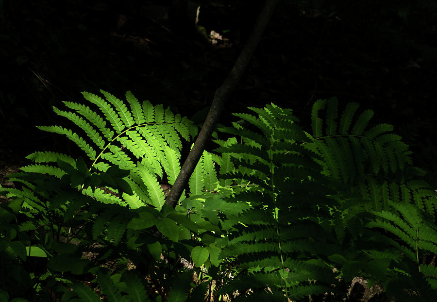 Fern Plants in Natural Light #1 Photograph by Sandra Js