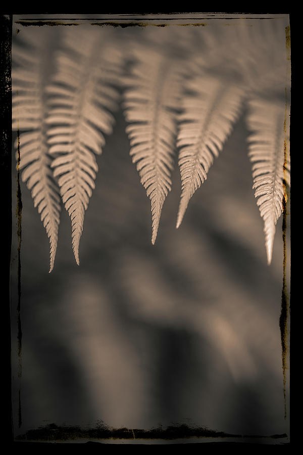 Ferns #1 Photograph by Alan Copson
