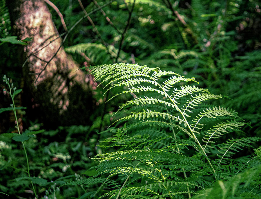 Ferns #1 Photograph by Frank Winters