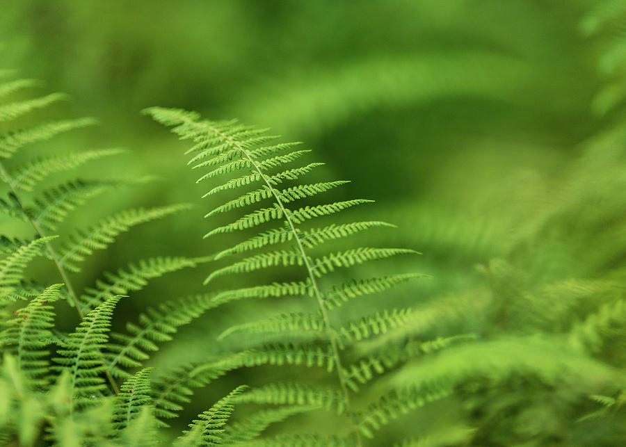 Ferns in the Forest #1 Photograph by Amelia Pearn